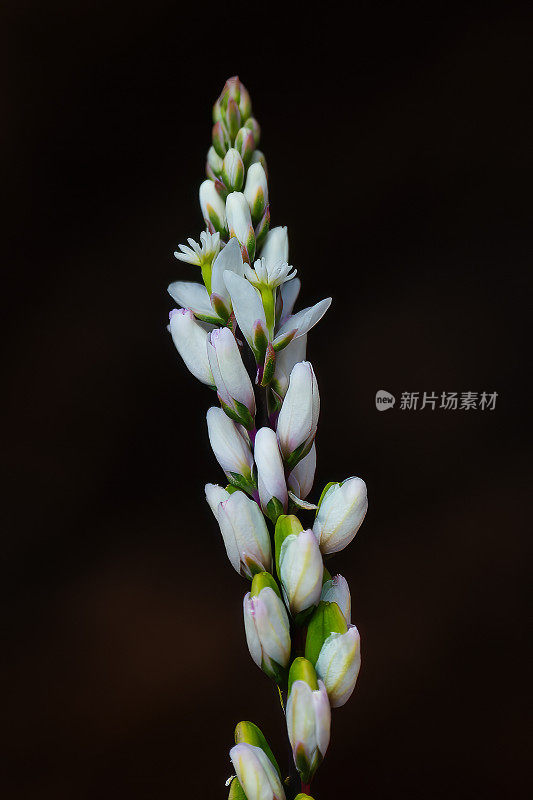 加拉帕戈斯乳草，Polygala galapageia，沙利文湾熔岩场，詹姆斯岛，圣地亚哥岛，圣地亚哥岛，加拉帕戈斯群岛国家公园，厄瓜多尔。远志科。